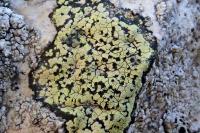 Rhizocarpon geographicum