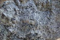 Diploschistes actinostomus