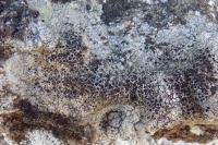 Lecanora campestris subsp. campestris