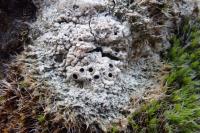 Diploschistes muscorum