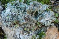 Cladonia pocillum