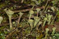 Cladonia chlorophaea