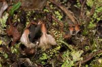 Peltigera didactyla