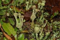 Cladonia chlorophaea