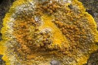 Variospora aurantia