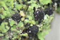 Agonimia tristicula