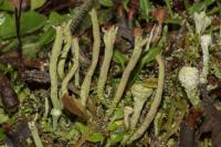 Cladonia subulata