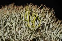 Cladonia rangiformis