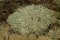 Cladonia ciliata