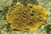Variospora flavescens