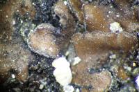 Placidium pilosellum