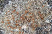 Protoblastenia rupestris