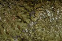 Melanelixia subaurifera