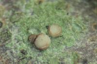 Bacidia arceutina