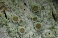 Lecanora chlarotera