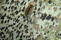 Arthonia radiata