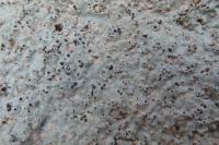 Bagliettoa calciseda