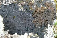 Placynthium nigrum