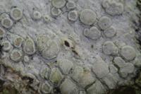 Glaucomaria carpinea