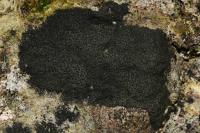 Verrucaria polysticta