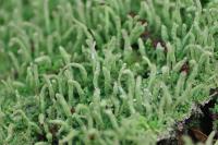 Cladonia coniocraea