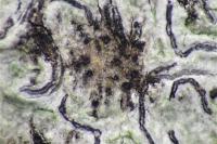 Stigmidium microspilum