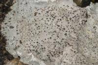 Diploschistes scruposus