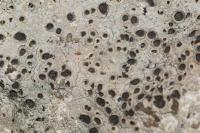 Diploschistes scruposus