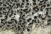 Buellia disciformis