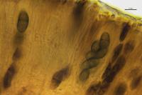 Buellia disciformis