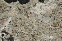 Bagliettoa calciseda