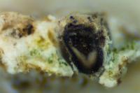 Bagliettoa calciseda