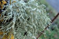 Ramalina farinacea