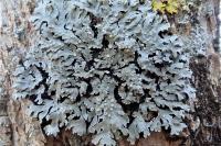 Physconia distorta var. distorta