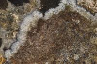 Pyrenodesmia variabilis