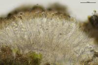 Pyrenodesmia variabilis