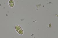 Pyrenodesmia variabilis