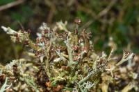 Cladonia furcata subsp. furcata