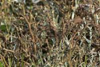 Cladonia furcata subsp. furcata