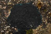 Placynthium nigrum
