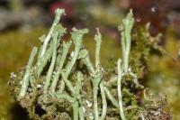 Cladonia coniocraea