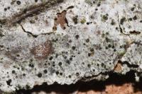 Amandinea punctata