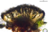 Amandinea punctata