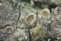 Gyalecta liguriensis