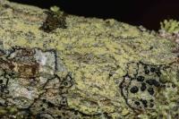 Lecanora barkmaniana