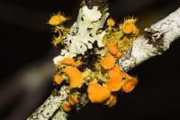 Teloschistes chrysophthalmos