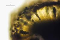 Diplotomma alboatrum