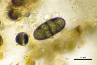Diplotomma alboatrum