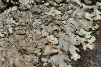 Xanthoparmelia conspersa