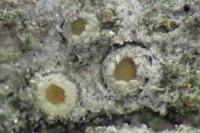 Gyalecta liguriensis